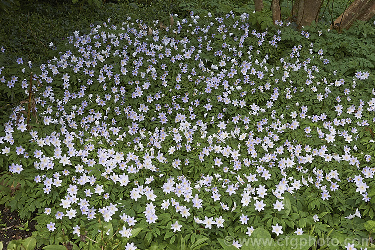 Wood Anemone or Windflower (<i>Anemone nemorosa</i>), a spring-flowering rhizomatous perennial native to Europe. There are many cultivated forms. While the wild species typically has white flowers, blue-flowered forms like this one are common in cultivation and also occur freely in the wild. Order: Ranunculales, Family: Ranunculaceae