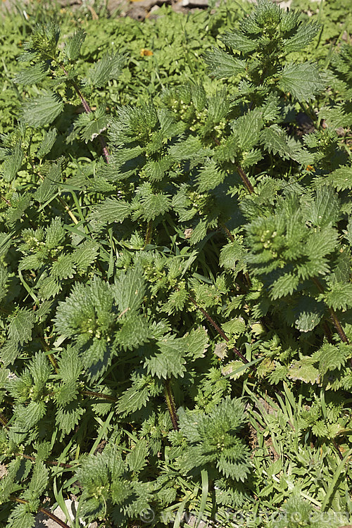 Small. Nettle or Stinging. Nettle (<i>Urtica urens</i>), a widely naturalised. Northern Hemisphere annual that is usually seen as a weed of cultivated ground. Its stinging hairs have a strongly irritant effect. The plant is sometimes used as a vegetable, as cooking destroys the sting. umbilicus-2793htm'>Urtica. <a href='urticaceae-plant-family-photoshtml'>Urticaceae</a>.