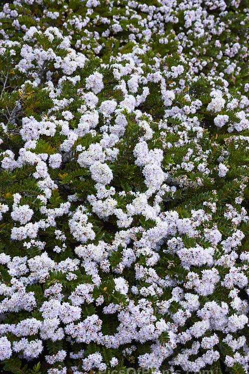 <i>Veronica diosmifolia</i> (syn. <i>Hebe diosmifolia</i>) 'Prostrata', a low-growing form of one of the more commonly cultivated New Zealand hebes. Order: Lamiales, Family: Plantaginaceae