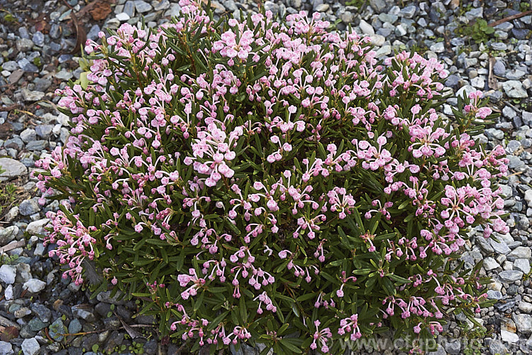 Bog Rosemary (<i>Andromeda polifolia</i>), a small, evergreen, wiry-stemmed, spring-flowering shrub that occurs naturally over much of Europe and south-central Russia. In gardens it is mainly cultivated as a rockery plant and despite the common name does not require bogy conditions. Order: Ericales, Family: Ericaceae