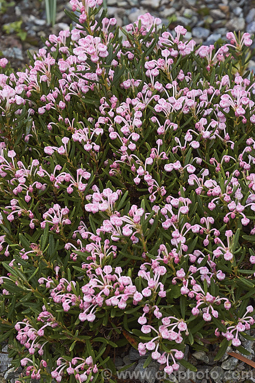 Bog Rosemary (<i>Andromeda polifolia</i>), a small, evergreen, wiry-stemmed, spring-flowering shrub that occurs naturally over much of Europe and south-central Russia. In gardens it is mainly cultivated as a rockery plant and despite the common name does not require bogy conditions. Order: Ericales, Family: Ericaceae