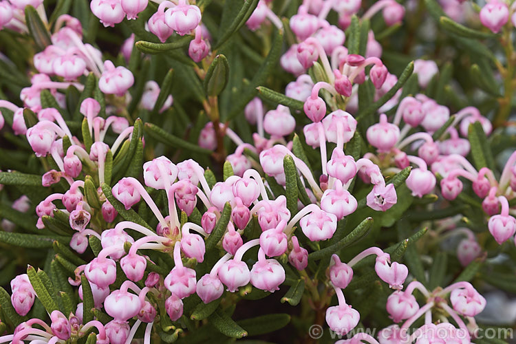 Bog Rosemary (<i>Andromeda polifolia</i>), a small, evergreen, wiry-stemmed, spring-flowering shrub that occurs naturally over much of Europe and south-central Russia. In gardens it is mainly cultivated as a rockery plant and despite the common name does not require bogy conditions. Order: Ericales, Family: Ericaceae