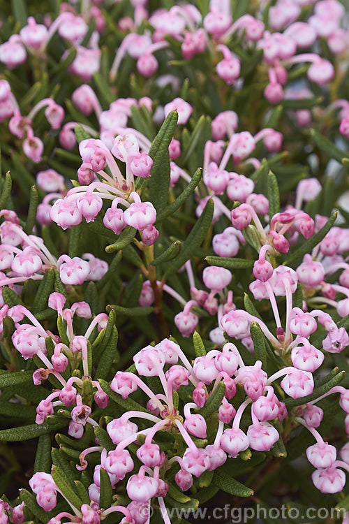 Bog Rosemary (<i>Andromeda polifolia</i>), a small, evergreen, wiry-stemmed, spring-flowering shrub that occurs naturally over much of Europe and south-central Russia. In gardens it is mainly cultivated as a rockery plant and despite the common name does not require bogy conditions. Order: Ericales, Family: Ericaceae