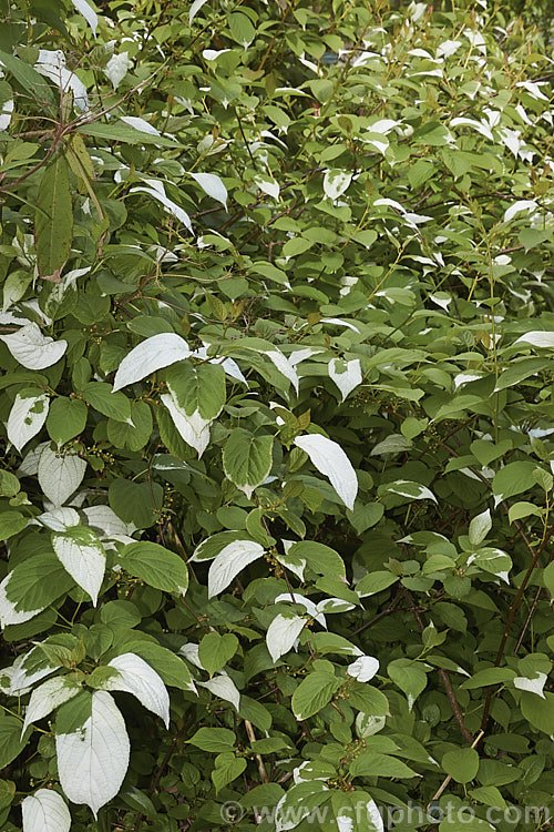 <i>Actinidia kolomikta</i>, a scrambling, semi-climbing, spring-flowering, deciduous shrub native to Japan, Korea and nearby parts of China and Russia. Its foliage usually shows irregular white variegations that become pink-flushed white age. The small cream flowers develop into bristly, rounded fruits reminiscent of small versions of those of its relative, the Kiwifruit (<i>Actinidia delisiosa</i>). Order: Ericales, Family: Actinidiaceae