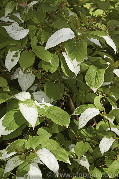 <i>Actinidia kolomikta</i>, a scrambling, semi-climbing, spring-flowering, deciduous shrub native to Japan, Korea and nearby parts of China and Russia. Its foliage usually shows irregular white variegations that become pink-flushed white age. The small cream flowers develop into bristly, rounded fruits reminiscent of small versions of those of its relative, the Kiwifruit (<i>Actinidia delisiosa</i>). Order: Ericales, Family: Actinidiaceae