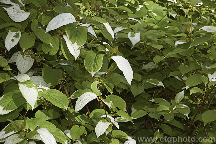 <i>Actinidia kolomikta</i>, a scrambling, semi-climbing, spring-flowering, deciduous shrub native to Japan, Korea and nearby parts of China and Russia. Its foliage usually shows irregular white variegations that become pink-flushed white age. The small cream flowers develop into bristly, rounded fruits reminiscent of small versions of those of its relative, the Kiwifruit (<i>Actinidia delisiosa</i>). Order: Ericales, Family: Actinidiaceae