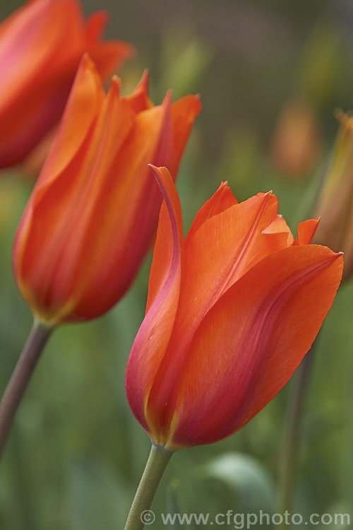 Tulipa 'Temple's Favorite' (<i>Category 5 x Single. Late</i>), a vigorous, large-flowered, strongly coloured tulip that grows to 75cm tall Widely regarded as the tallest hybrid tulip. Order: Liliales, Family: Liliaceae