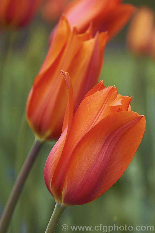 Tulipa 'Temple's Favorite' (<i>Category 5 x Single. Late</i>), a vigorous, large-flowered, strongly coloured tulip that grows to 75cm tall Widely regarded as the tallest hybrid tulip. Order: Liliales, Family: Liliaceae