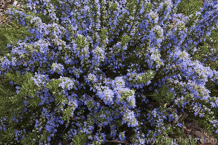 <i>Salvia rosmarinus</i> (syn. <i>Rosmarinus officinalis</i>) 'Chef's Choice', a low, mounding and spreading rosemary cultivar with especially bright blue flowers. Rosemary is a Mediterranean shrub, the flowers and foliage of which are used for fragrance and herbal purposes. 'Chef's Choice' supposedly has a higher volatile oil content, making it more aromatic and highly flavoured. Order: Lamiales, Family: Lamiaceae