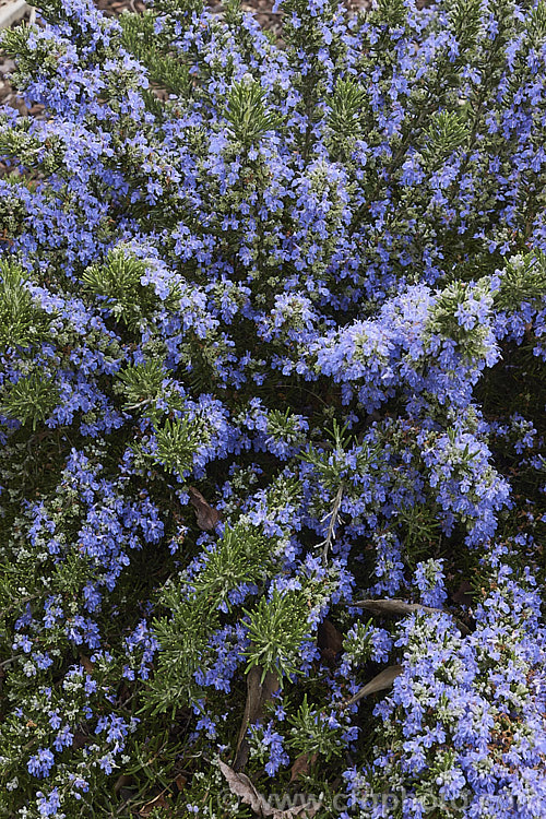 <i>Salvia rosmarinus</i> (syn. <i>Rosmarinus officinalis</i>) 'Chef's Choice', a low, mounding and spreading rosemary cultivar with especially bright blue flowers. Rosemary is a Mediterranean shrub, the flowers and foliage of which are used for fragrance and herbal purposes. 'Chef's Choice' supposedly has a higher volatile oil content, making it more aromatic and highly flavoured. Order: Lamiales, Family: Lamiaceae