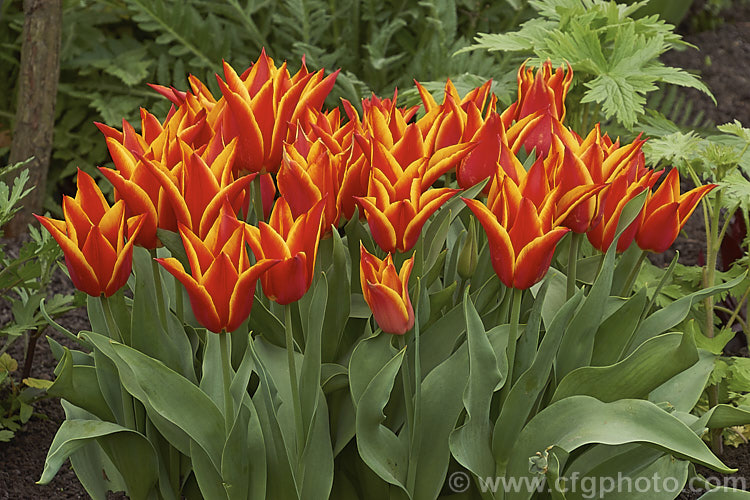 Tulipa 'Royal Design' (<i>Category 6 x Lily-flowered</i>), a 30-40cm (12-14in</i>) tall tulip with flowers in a distinctive combination of red and creamy yellow. Order: Liliales, Family: Liliaceae