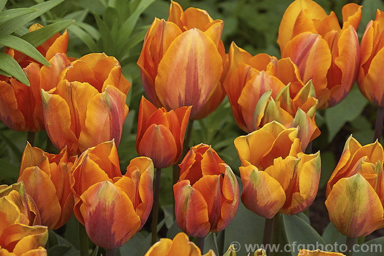 Tulipa 'Princess Irene' (<i>Syn 'Prinses. Irene') (<i>Category 1 x Single. Early [sometimes listed as Cat 3 x Triumph]), a 35cm (14in</i>) tall tulip with flowers in a distinctive combination of burgundy to light purple and orange. Order: Liliales, Family: Liliaceae