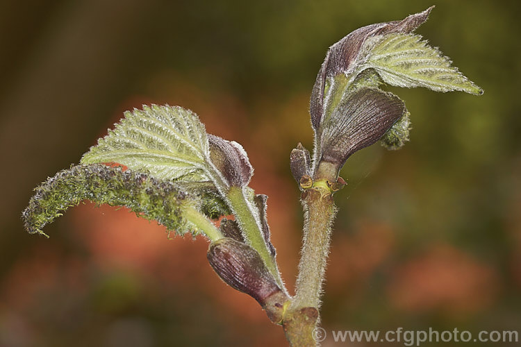 The developing spring foliage and flower catkins of the Paper. Mulberry (<i>Broussonetia papyrifera</i>), a deciduous shrub or tree to 15m tall. Native to Japan and China, it has catkin flowers and orange-red fruit. Inner bark fibres make fine paper. The leaves of young plants may be a simple broad lance-shape. This sometimes lasts into adulthood, but most mature tree have foliage with three very distinctive lobes. broussonetia-2609htm'>Broussonetia. Order: Rosales, Family: Moraceae