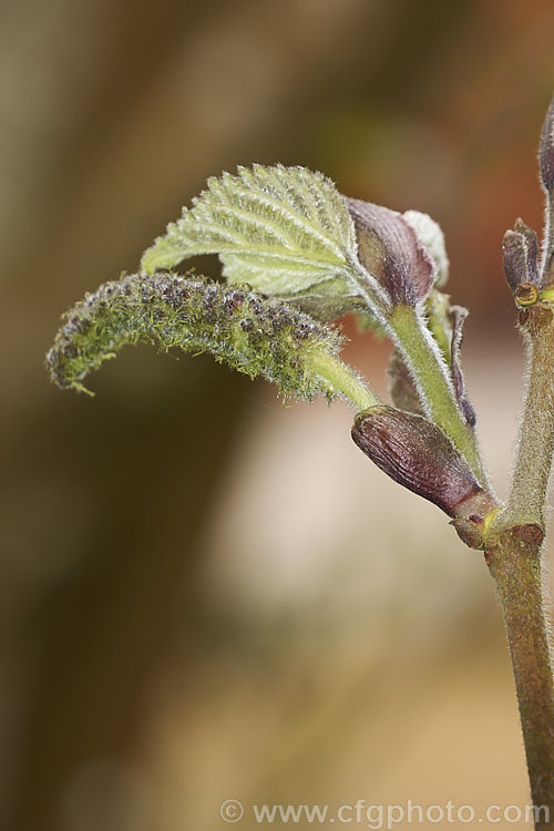 The developing spring foliage and flower catkins of the Paper. Mulberry (<i>Broussonetia papyrifera</i>), a deciduous shrub or tree to 15m tall. Native to Japan and China, it has catkin flowers and orange-red fruit. Inner bark fibres make fine paper. The leaves of young plants may be a simple broad lance-shape. This sometimes lasts into adulthood, but most mature tree have foliage with three very distinctive lobes. broussonetia-2609htm'>Broussonetia. Order: Rosales, Family: Moraceae