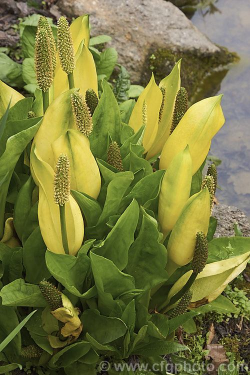 Skunk. Cabbage (<i>Lysichiton americanus</i>), a spring-flowering arum-like perennial native to western North America. The flowers, backed by a 15 x 40cm long yellow spathe, have an unpleasant smell. lysichiton-3114htm'>Lysichiton.