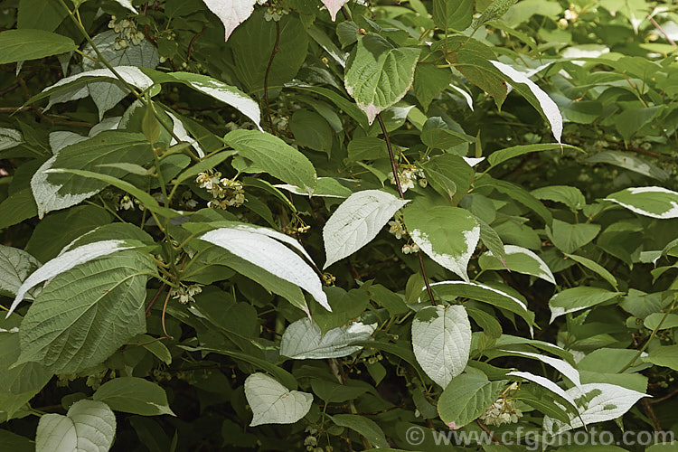 <i>Actinidia kolomikta</i>, a scrambling, semi-climbing, spring-flowering, deciduous shrub native to Japan, Korea and nearby parts of China and Russia. Its foliage usually shows irregular white variegations that become pink-flushed white age. The small cream flowers develop into bristly, rounded fruits reminiscent of small versions of those of its relative, the Kiwifruit (<i>Actinidia delisiosa</i>). Order: Ericales, Family: Actinidiaceae