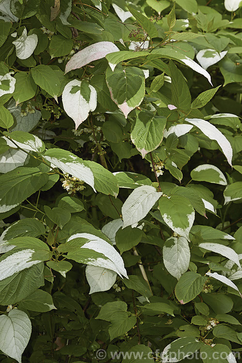 <i>Actinidia kolomikta</i>, a scrambling, semi-climbing, spring-flowering, deciduous shrub native to Japan, Korea and nearby parts of China and Russia. Its foliage usually shows irregular white variegations that become pink-flushed white age. The small cream flowers develop into bristly, rounded fruits reminiscent of small versions of those of its relative, the Kiwifruit (<i>Actinidia delisiosa</i>). Order: Ericales, Family: Actinidiaceae