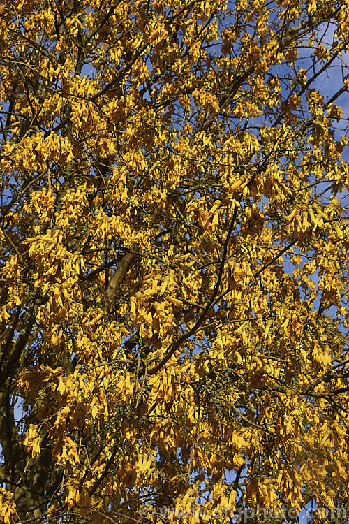 Kowhai (<i>Sophora tetraptera</i>), a briefly deciduous tree from New Zealand andChile. Its flowers are rich in nectar, appear from late winter into spring (as the foliage drops</i>) and are a New Zealand national symbol <span style='color:red'>Note:</span> this image includes slight blurring in patches due to steam coming off hot rocks after a thunderstorm. sophora-2142htm'>Sophora.