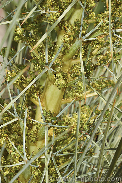 Common Speargrass (<i>Aciphylla squarrosa</i>), a fiercely spiny, summer-flowering perennial native to New Zealand and found mainly in subalpine grasslands. It is evergreen in mild conditions. Order: Apiales, Family: Apiaceae