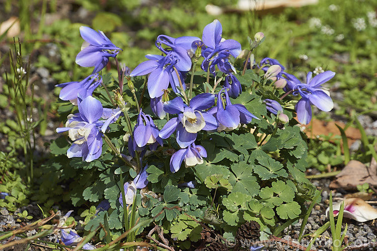 Aquilegia flabellata (syn. Aquilegia akitensis</i>) 'Kurilensis', a very dwarf cultivar, around 10cm high, of a 20 x 50cm tall, spring-flowering perennial native to Japan. A charmingly graceful and delicate plant that is popular for rockeries. Order: Ranunculales, Family: Ranunculaceae