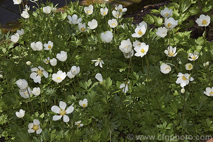 Snowdrop. Anemone or Snowdrop. Windflower (<i>Anemone sylvestris</i>), a spring-flowering perennial native to central and western Europe. It usually occurs in deciduous woodlands and spreads by stolons, often colonising a large area. Although dainty and attractive, it can be slightly invasive.