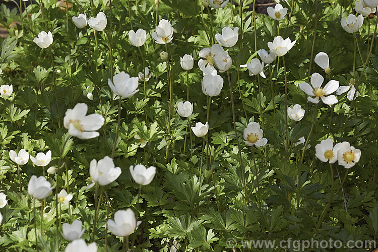 Snowdrop. Anemone or Snowdrop. Windflower (<i>Anemone sylvestris</i>), a spring-flowering perennial native to central and western Europe. It usually occurs in deciduous woodlands and spreads by stolons, often colonising a large area. Although dainty and attractive, it can be slightly invasive.