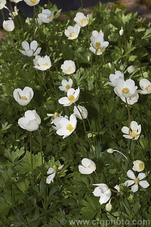 Snowdrop. Anemone or Snowdrop. Windflower (<i>Anemone sylvestris</i>), a spring-flowering perennial native to central and western Europe. It usually occurs in deciduous woodlands and spreads by stolons, often colonising a large area. Although dainty and attractive, it can be slightly invasive.