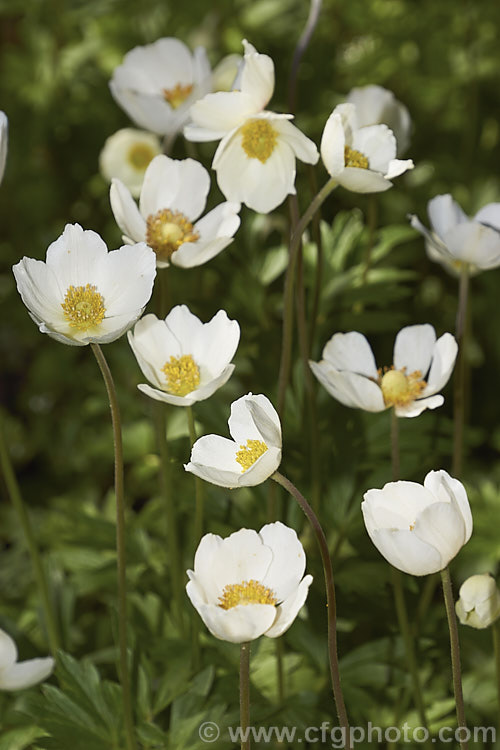 Snowdrop. Anemone or Snowdrop. Windflower (<i>Anemone sylvestris</i>), a spring-flowering perennial native to central and western Europe. It usually occurs in deciduous woodlands and spreads by stolons, often colonising a large area. Although dainty and attractive, it can be slightly invasive.