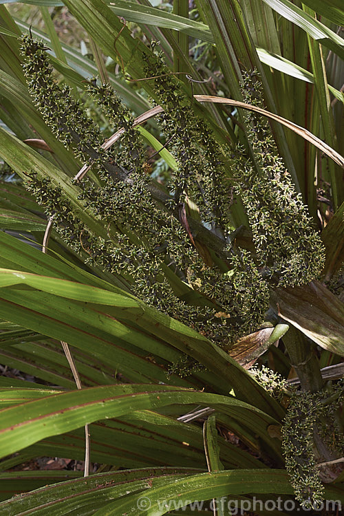 The flowerhead of a male Common Astelia (<i>Astelia nervosa</i>), this evergreen sword-leafed perennial is found naturally over most of New Zealand from low level through to around 1500m. There are separate male and female plants and it could be confused with flax (<i>Phormium spp</i>) when not in flower. astelia-2377htm'>Astelia. <a href='asteliaceae-plant-family-photoshtml'>Asteliaceae</a>.