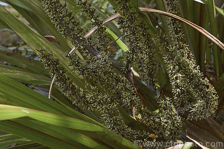 The flowerhead of a male Common Astelia (<i>Astelia nervosa</i>), this evergreen sword-leafed perennial is found naturally over most of New Zealand from low level through to around 1500m. There are separate male and female plants and it could be confused with flax (<i>Phormium spp</i>) when not in flower. astelia-2377htm'>Astelia. <a href='asteliaceae-plant-family-photoshtml'>Asteliaceae</a>.