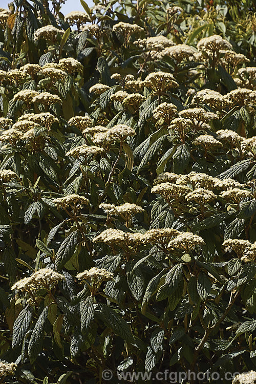 Viburnum rhytidophyllum, an evergreen shrub from central and western China that grows to around 6 m high. The distinctive rugose foliage has a tan indumentum on the underside. It is shown here in mid-spring, just as the flower buds are opening. viburnum-2081htm'>Viburnum.. viburnum-2081htm'>Viburnum. <a href='adoxaceae-plant-family-photoshtml'>Adoxaceae</a>.