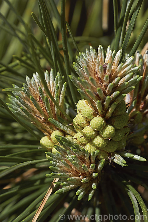 Pinus muricata photo at Pictures of Plants stock image library