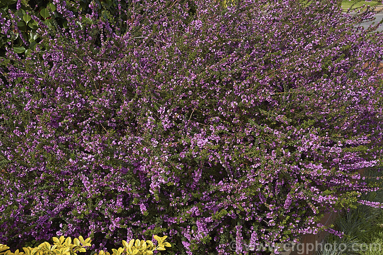 Grampians. Bauera (<i>Bauera sessiliflora</i>), a wiry-stemmed, up to 2m tall, evergreen shrub native to Victoria, Australia. It bloom most heavily in spring but has some flowers for much of the year. bauera-2595htm'>Bauera. <a href='cunoniaceae-plant-family-photoshtml'>Cunoniaceae</a>.