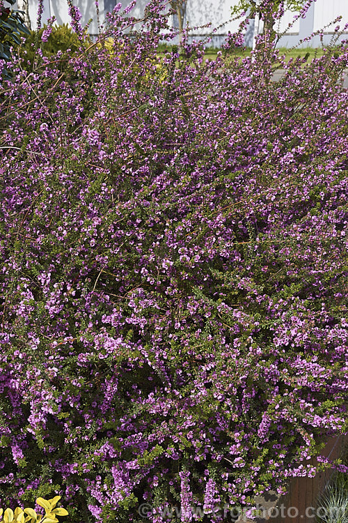 Grampians. Bauera (<i>Bauera sessiliflora</i>), a wiry-stemmed, up to 2m tall, evergreen shrub native to Victoria, Australia. It bloom most heavily in spring but has some flowers for much of the year. bauera-2595htm'>Bauera. <a href='cunoniaceae-plant-family-photoshtml'>Cunoniaceae</a>.