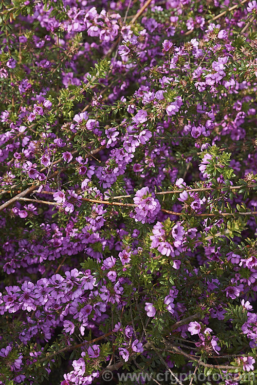 Grampians. Bauera (<i>Bauera sessiliflora</i>), a wiry-stemmed, up to 2m tall, evergreen shrub native to Victoria, Australia. It bloom most heavily in spring but has some flowers for much of the year. bauera-2595htm'>Bauera. <a href='cunoniaceae-plant-family-photoshtml'>Cunoniaceae</a>.