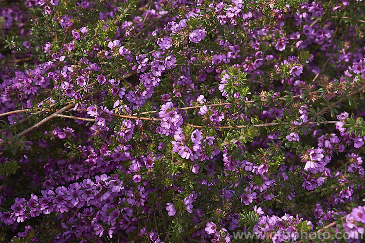 Grampians. Bauera (<i>Bauera sessiliflora</i>), a wiry-stemmed, up to 2m tall, evergreen shrub native to Victoria, Australia. It bloom most heavily in spring but has some flowers for much of the year. bauera-2595htm'>Bauera. <a href='cunoniaceae-plant-family-photoshtml'>Cunoniaceae</a>.