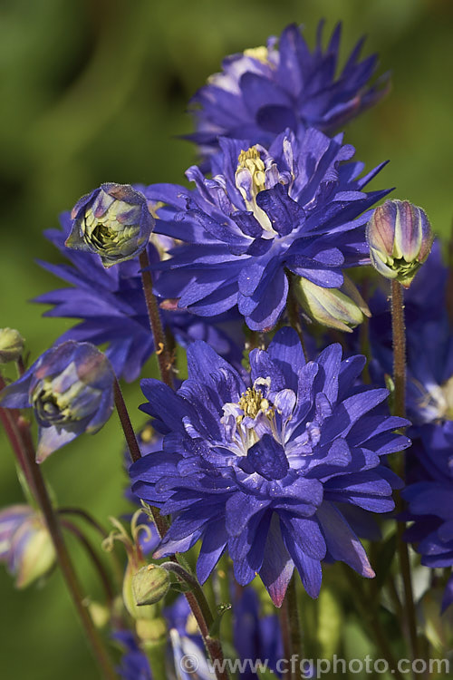 Aquilegia vulgaris 'Barlow. Blue', one of the Barlow double-flowered aquilegia series. Although capitalising on the Barlow name, these plants are not necessarily descended from 'Nora. Barlow', a very distinctive double-flowered form of Granny's Bonnet that has been in cultivation since the 17th century. Order: Ranunculales, Family: Ranunculaceae