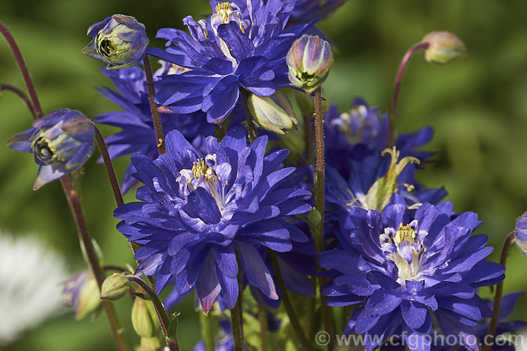 Aquilegia vulgaris 'Barlow. Blue', one of the Barlow double-flowered aquilegia series. Although capitalising on the Barlow name, these plants are not necessarily descended from 'Nora. Barlow', a very distinctive double-flowered form of Granny's Bonnet that has been in cultivation since the 17th century. Order: Ranunculales, Family: Ranunculaceae