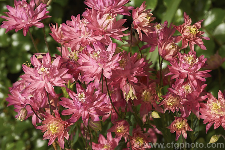 Aquilegia vulgaris 'Barlow. Rose', one of the Barlow double-flowered aquilegia series. Although capitalising on the Barlow name, these plants are not necessarily descended from 'Nora. Barlow', a very distinctive double-flowered form of Granny's Bonnet that has been in cultivation since the 17th century. Order: Ranunculales, Family: Ranunculaceae