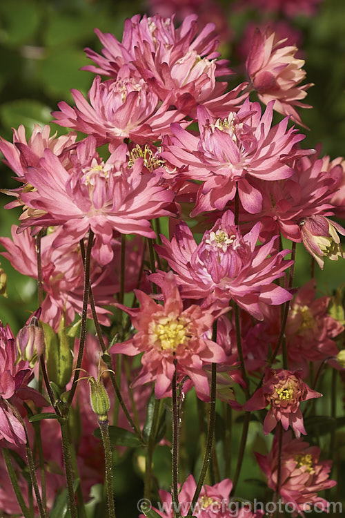 Aquilegia vulgaris 'Barlow. Rose', one of the Barlow double-flowered aquilegia series. Although capitalising on the Barlow name, these plants are not necessarily descended from 'Nora. Barlow', a very distinctive double-flowered form of Granny's Bonnet that has been in cultivation since the 17th century. Order: Ranunculales, Family: Ranunculaceae