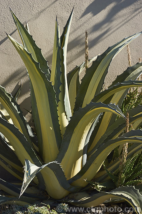 <i>Agave americana</i> 'Mediopicta Alba', a variegated foliage form of a large monocarpic succulent native to eastern Mexico 'Mediopicta Alba' can be recognised by the broad cream centre band of its foliage. The thick fleshy leaves are edged with fierce teeth and the flower spike can grow to over 6m tall Although given the name. Century Plant because it was thought to flower once in a hundred years, the rosettes actually take around 8-15 years to mature to flowering size, after which they die, to be replaced by suckers. Order: Asparagales, Family: Asparagaceae