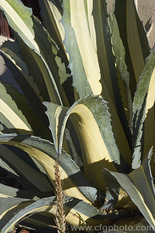 <i>Agave americana</i> 'Mediopicta Alba', a variegated foliage form of a large monocarpic succulent native to eastern Mexico 'Mediopicta Alba' can be recognised by the broad cream centre band of its foliage. The thick fleshy leaves are edged with fierce teeth and the flower spike can grow to over 6m tall Although given the name. Century Plant because it was thought to flower once in a hundred years, the rosettes actually take around 8-15 years to mature to flowering size, after which they die, to be replaced by suckers. Order: Asparagales, Family: Asparagaceae