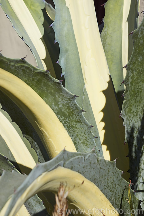 <i>Agave americana</i> 'Mediopicta Alba', a variegated foliage form of a large monocarpic succulent native to eastern Mexico 'Mediopicta Alba' can be recognised by the broad cream centre band of its foliage. The thick fleshy leaves are edged with fierce teeth and the flower spike can grow to over 6m tall Although given the name. Century Plant because it was thought to flower once in a hundred years, the rosettes actually take around 8-15 years to mature to flowering size, after which they die, to be replaced by suckers. Order: Asparagales, Family: Asparagaceae