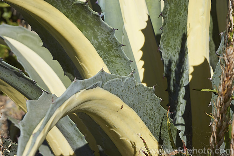 <i>Agave americana</i> 'Mediopicta Alba', a variegated foliage form of a large monocarpic succulent native to eastern Mexico 'Mediopicta Alba' can be recognised by the broad cream centre band of its foliage. The thick fleshy leaves are edged with fierce teeth and the flower spike can grow to over 6m tall Although given the name. Century Plant because it was thought to flower once in a hundred years, the rosettes actually take around 8-15 years to mature to flowering size, after which they die, to be replaced by suckers. Order: Asparagales, Family: Asparagaceae