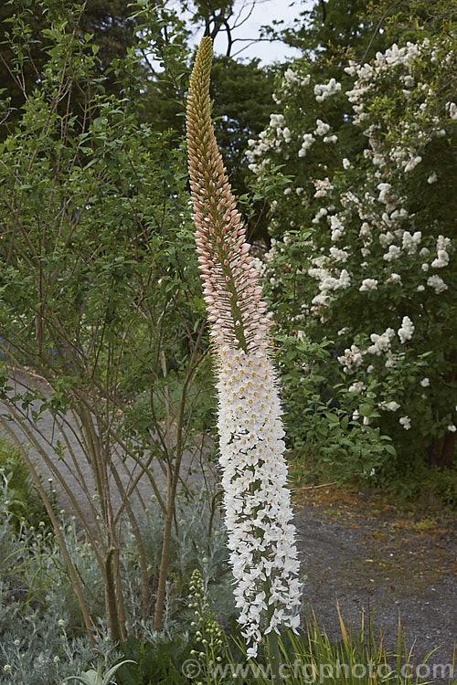 Foxtail Lily (<i>Eremurus robustus</i>), a spring-flowering perennial native to Central Asia where it occurs in the Tien. Shan and Pamir mountains. The flower spike can grow to 18m tall and the flower colour, typically white with a pink blush, extends to pink and yellow shades in cultivated plants. eremurus-2239htm'>Eremurus.