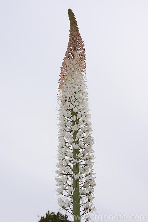 Foxtail Lily (<i>Eremurus robustus</i>), a spring-flowering perennial native to Central Asia where it occurs in the Tien. Shan and Pamir mountains. The flower spike can grow to 18m tall and the flower colour, typically white with a pink blush, extends to pink and yellow shades in cultivated plants. eremurus-2239htm'>Eremurus.