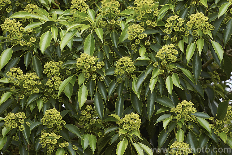 Wheel. Tree (<i>Trochodendron aralioides</i>), an evergreen shrub or small tree that can grow to as much as 20m tall It is native to Japan, southern Korea and Taiwan and is notable for its reddish bronze new growth and its yellow-green flowers which have no petals but are nonetheless conspicuous because of the spoke-like arrangement of the stamens around a central hub of carpels. trochodendron-3373htm'>Trochodendron. <a href='trochodendraceae-plant-family-photoshtml'>Trochodendraceae</a>.