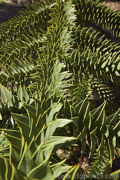 Close-up of the foliage of the Monkey Puzzle Tree (<i>Araucaria araucana</i>), a conifer native to central Chile and northern Patagonia. It has stiff, sharply pointed triangular leaves and huge cones. Order: Pinales, Family: Araucariaceae