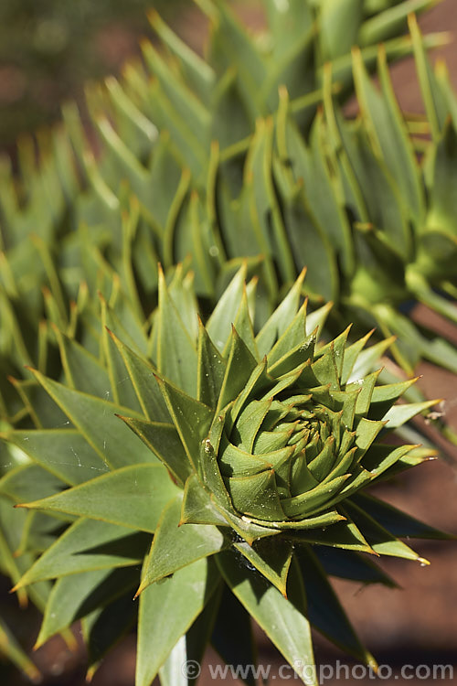 Close-up of the foliage of the Monkey Puzzle Tree (<i>Araucaria araucana</i>), a conifer native to central Chile and northern Patagonia. It has stiff, sharply pointed triangular leaves and huge cones. Order: Pinales, Family: Araucariaceae