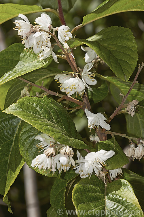 Alniphyllum fortunei, a large deciduous shrub or small tree to 10m tall, native to western China. The leaves, yellow-gold-tinted and downy when young, are up to 15cm long, as are its heads of small, summer-borne, white flowers. The flowers are short-lived and as can be seen here, they begin to brown almost as soon as they open. alniphyllum-2255htm'>Alniphyllum. <a href='styracaceae-plant-family-photoshtml'>Styracaceae</a>.